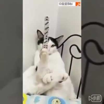 skilled calm cat