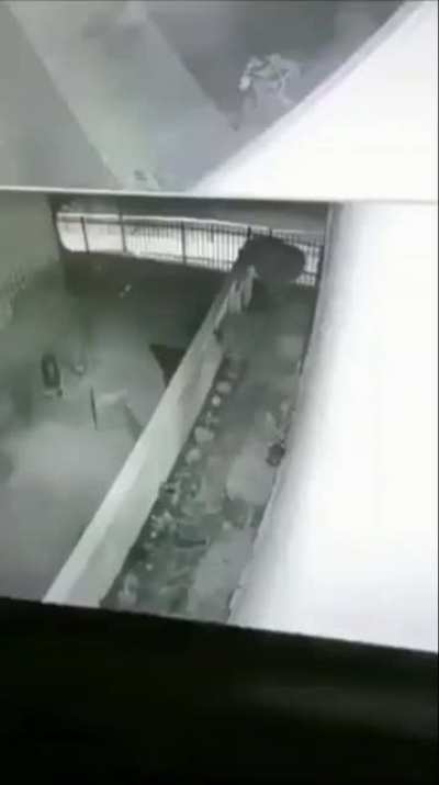 cursed_quadruped