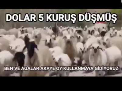 Amınakoyim bas ampuleee 🦍
