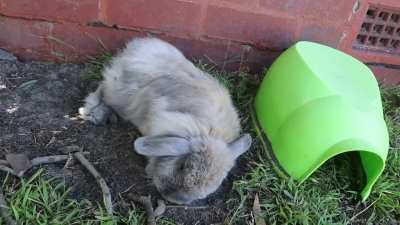 Flop!