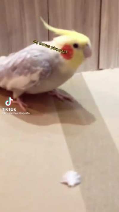 MARCELO