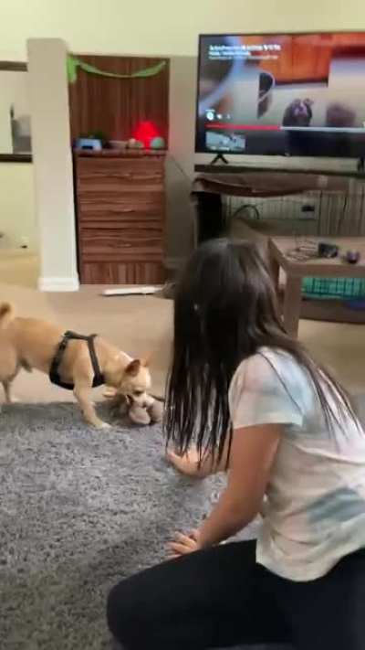 Dog with anger issues