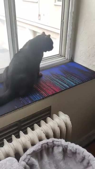 Miles' window of opportunity to make friends is open 😺