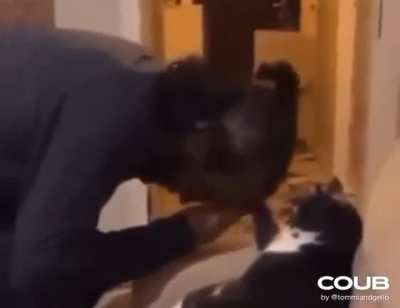 Godfather Cat