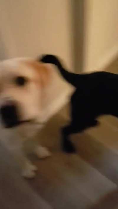 I am a professional service dog trainer and Roger (yellow lab) is my 
