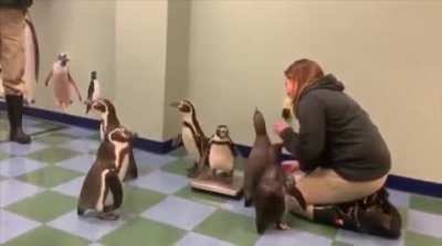 Weighing penguins is hard (footage from Saint Louis Zoo)
