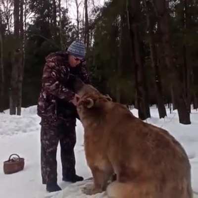 What a brave bear to walk up to a russian man like that