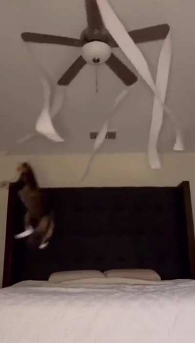 How to keep your cat entertained 101