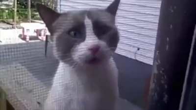 A classical musician created a harmony specifically to match this cat's wailings