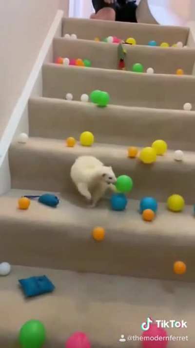 Deaf ferret gets a surprise @themodernferret