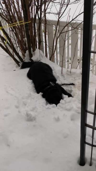 Un autre dimanchien