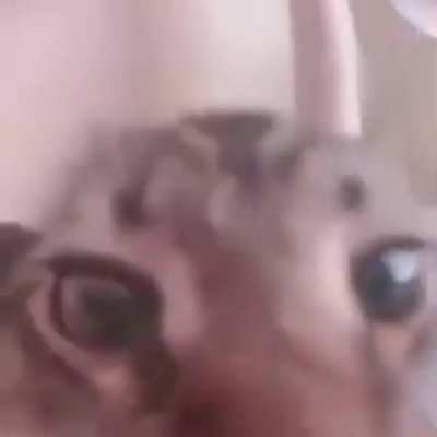 He stole my 19 dollar fortnite card