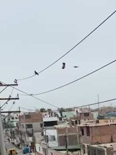 Rescuing a pigeon with a drone and a box cutter