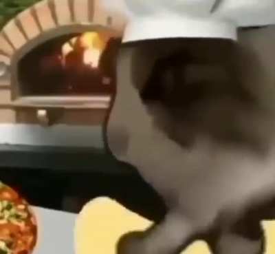 gatinho
