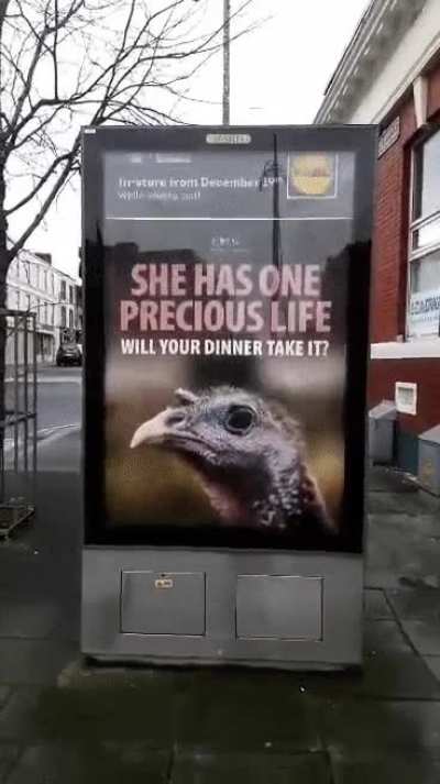 If you're cold, they're cold too. Bring them inside and warm them up.