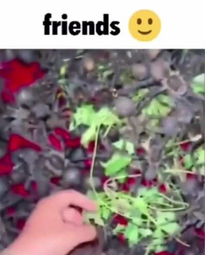 Why do they get so much hate? They’re adorable!