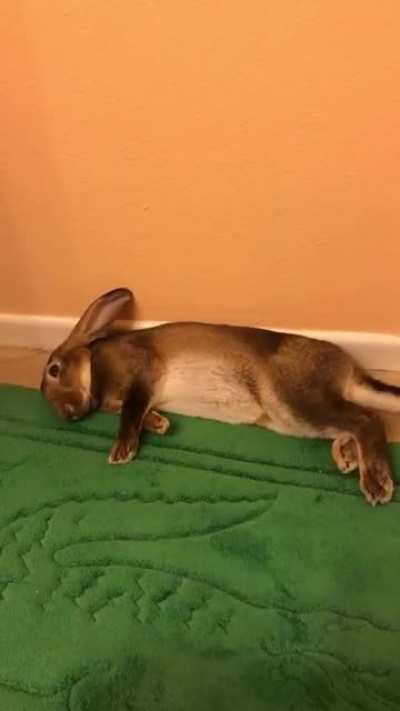 How Coco keeps cool during the heat:)