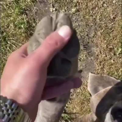 Calling on the dog beans
