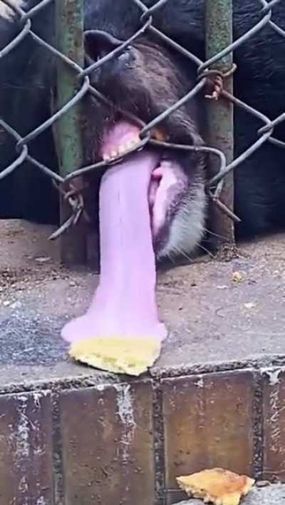 Imagine getting licked by that