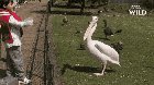 Pelicans gotta eat too