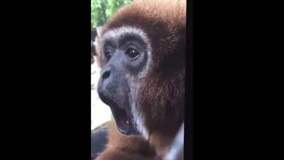monkey