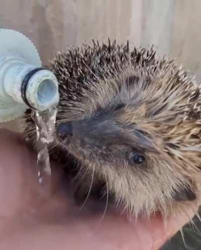Обезвоживание