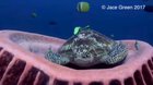 Sea turtle getting ready for nap time
