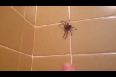 Arachnophobes, be warned