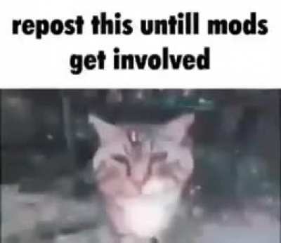 Let it begin