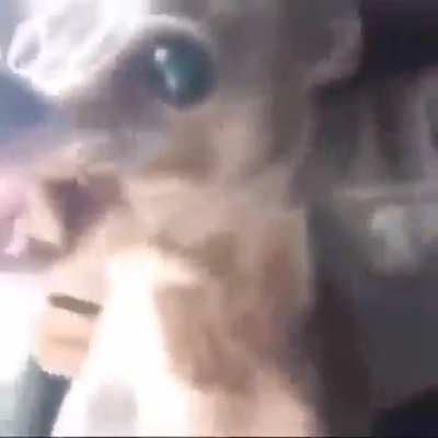 Filma eu aleki
