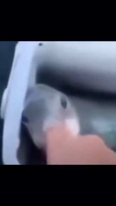 Pipipipopopeixe