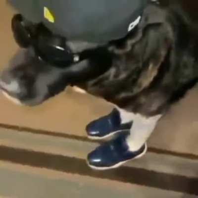 Perro bacan