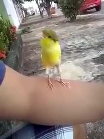 Aquí les presento a Pepe el canario,canta 10/10 😎👌