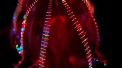 This animal is a comb jelly that lives deep in the ocean