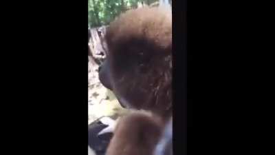 Monkey appears, spins and then screams.