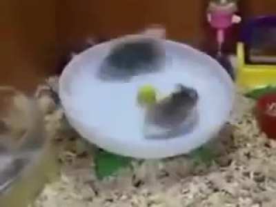 HayKodumun Seçmeler #4