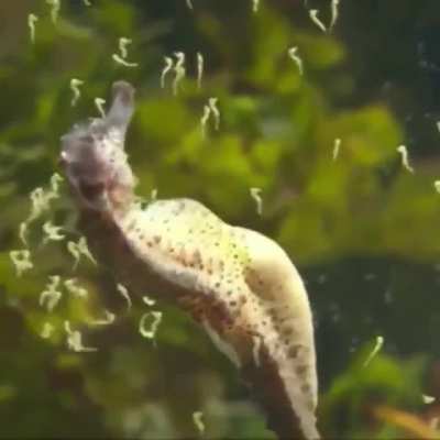Seahorse spreading kids (Male edition)