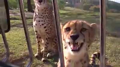 Cheetahs can meow