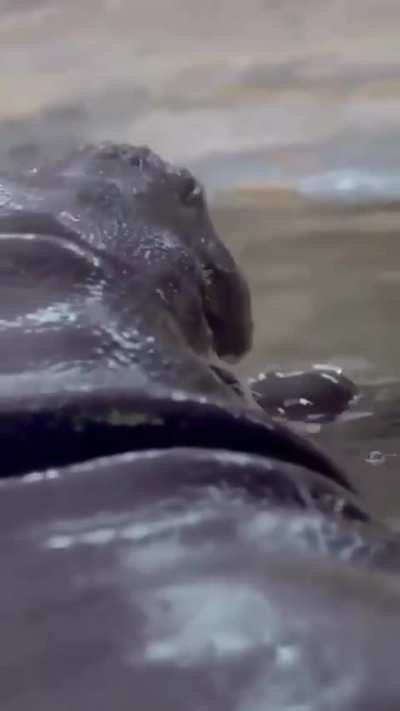 Baby pygmy hippos
