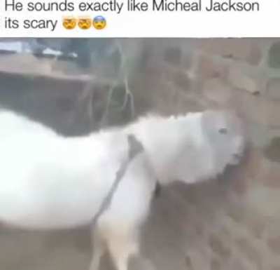 when you're the goat and the kid is not yours