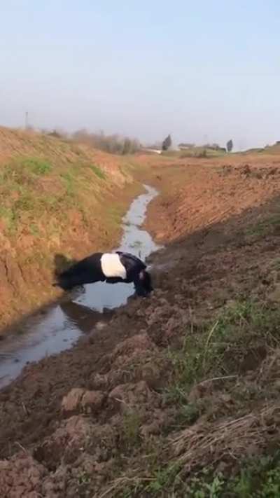 Forbidden bridge