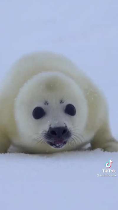 Cuuutteee