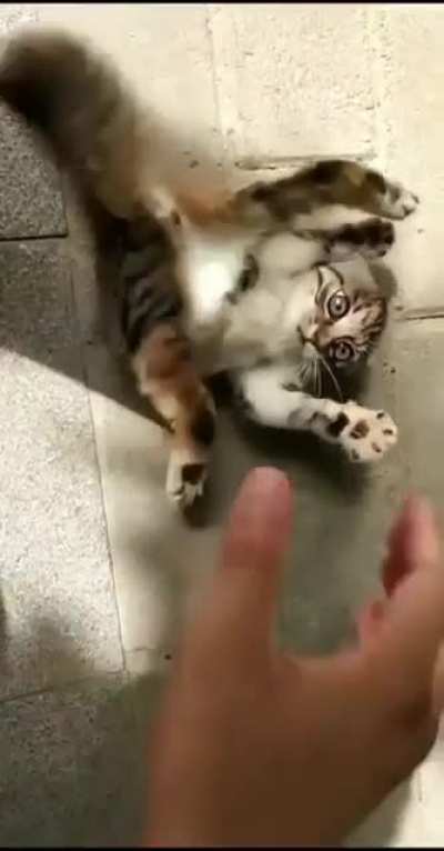 Adorable