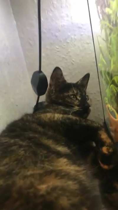 She gets in her own little world watching the fish tanks