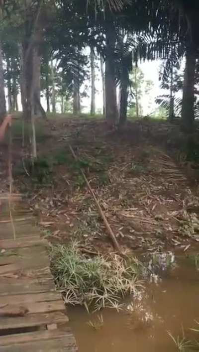 Vai Tarzan!