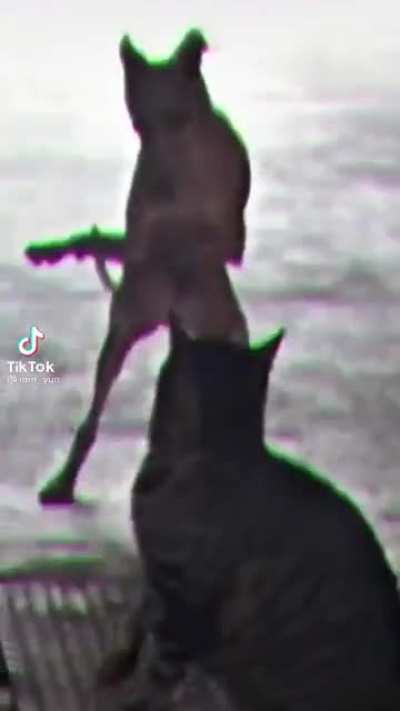 Best dancer