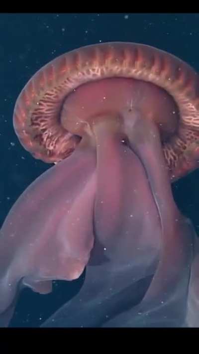 The Stygiomedusa gigantea, 