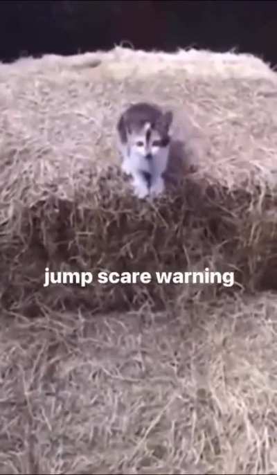 Jumping class 100