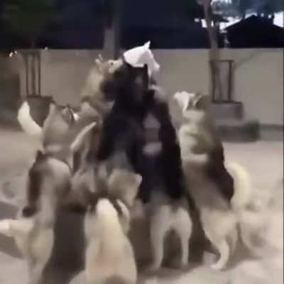 Bork, god of the Nordic clans