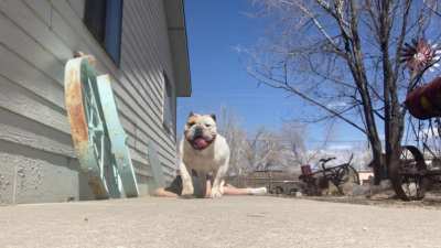 my dog made me fall